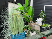 Kunstplanten - afbeelding 1 van  6