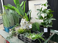 Kunstplanten - afbeelding 3 van  6
