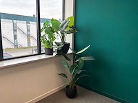 Kunstplanten - afbeelding 1 van  5