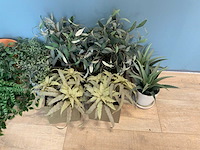 Kunstplanten - afbeelding 4 van  4