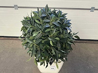 Kunstplat in pot (12x) - afbeelding 1 van  1