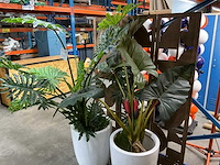 Kunststof kamerplant (2x) - afbeelding 2 van  7
