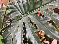 Kunststof kamerplant (2x) - afbeelding 5 van  7