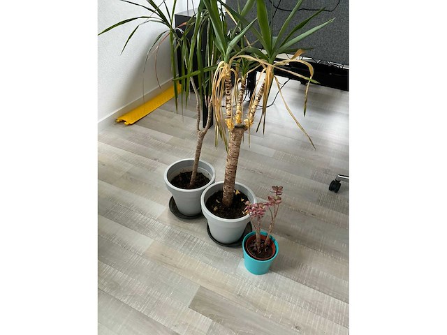 Kunststof plant (3x) - afbeelding 5 van  5