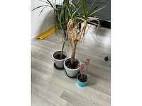 Kunststof plant (3x) - afbeelding 5 van  5