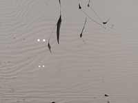 Kunstwerk, maya wildevuur, 1993 - afbeelding 1 van  8