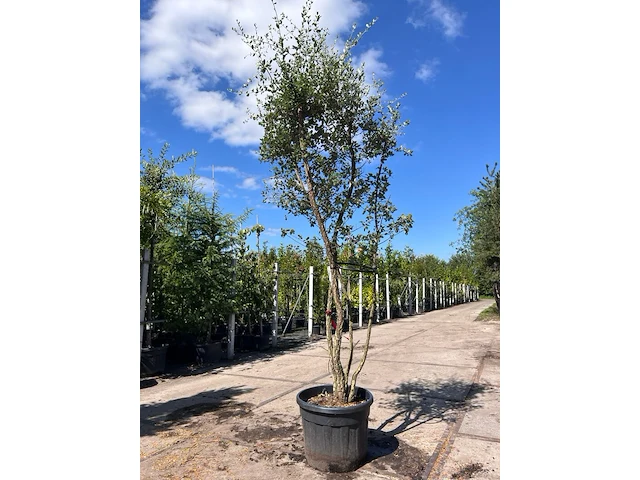 Kurkeik, quercus suber, meerstammig, kurkstam, ca. 2-2.5 m hoog - afbeelding 1 van  2