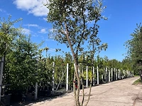 Kurkeik, quercus suber, meerstammig, kurkstam, ca. 2-2.5 m hoog