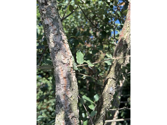 Kurkeik, quercus suber, meerstammig, kurkstam, ca. 2-2.5 m hoog - afbeelding 2 van  2