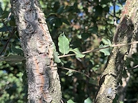 Kurkeik, quercus suber, meerstammig, kurkstam, ca. 2-2.5 m hoog - afbeelding 2 van  2