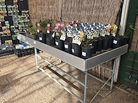 Kweektafel - afbeelding 2 van  4