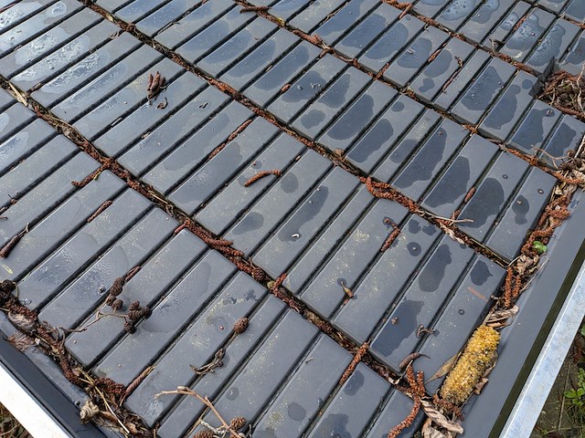 Kweektafel - afbeelding 5 van  6