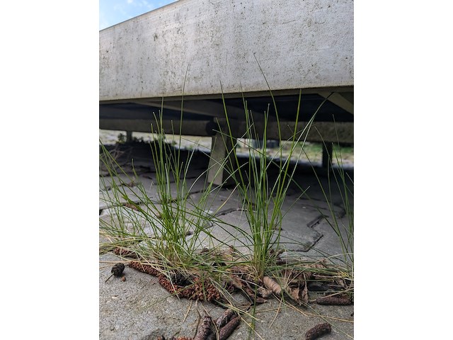 Kweektafel - afbeelding 6 van  6