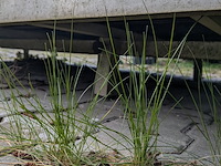 Kweektafel - afbeelding 6 van  6