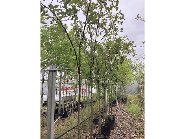 Kweepeer - vrucht- / fruitboom - afbeelding 2 van  2