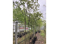 Kweepeer - vrucht- / fruitboom - afbeelding 2 van  2
