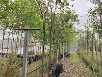Kweepeer - vrucht- / fruitboom - afbeelding 1 van  2