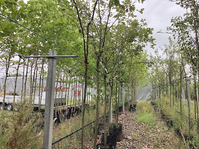 Kweepeer - vrucht- / fruitboom - afbeelding 1 van  2