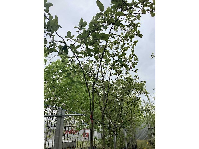 Kweepeer - vrucht- / fruitboom - afbeelding 2 van  3