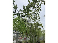 Kweepeer - vrucht- / fruitboom - afbeelding 2 van  3