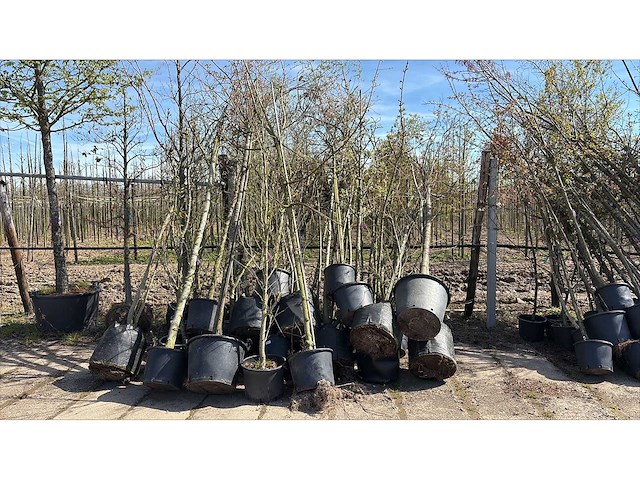 Laanboom (25x) - afbeelding 1 van  2