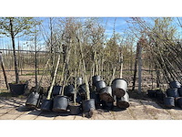 Laanboom (25x) - afbeelding 1 van  2