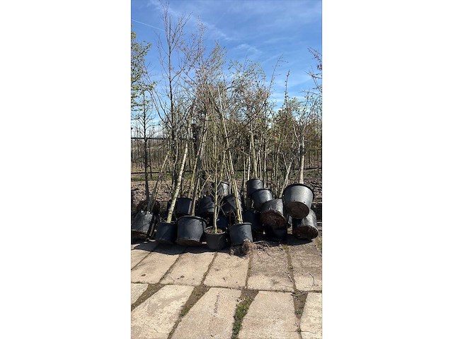 Laanboom (25x) - afbeelding 2 van  2