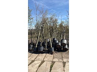 Laanboom (25x) - afbeelding 2 van  2