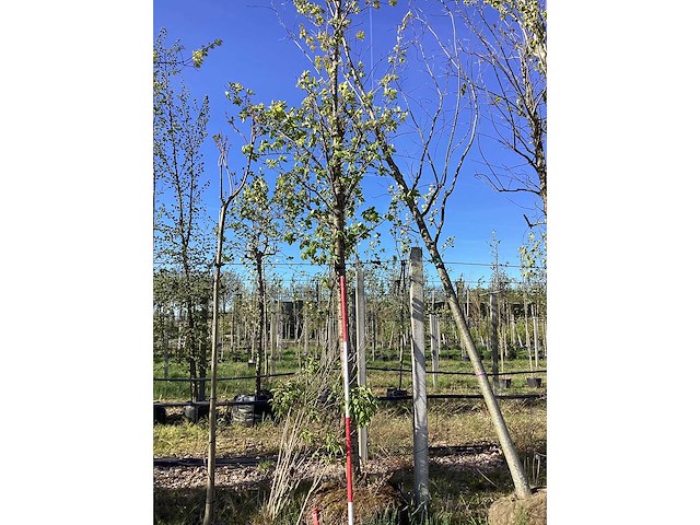 Laanboom - afbeelding 2 van  2