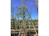 Laanboom - afbeelding 2 van  2