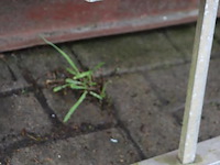 Ladder - afbeelding 3 van  3