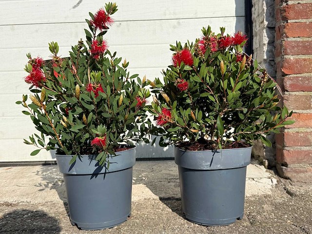Lampepoetser - callistemon laevis - lentebloeier - hoogte ca. 40 cm (2x) - afbeelding 1 van  3