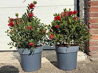 Lampepoetser - callistemon laevis - lentebloeier - hoogte ca. 40 cm (2x) - afbeelding 1 van  3