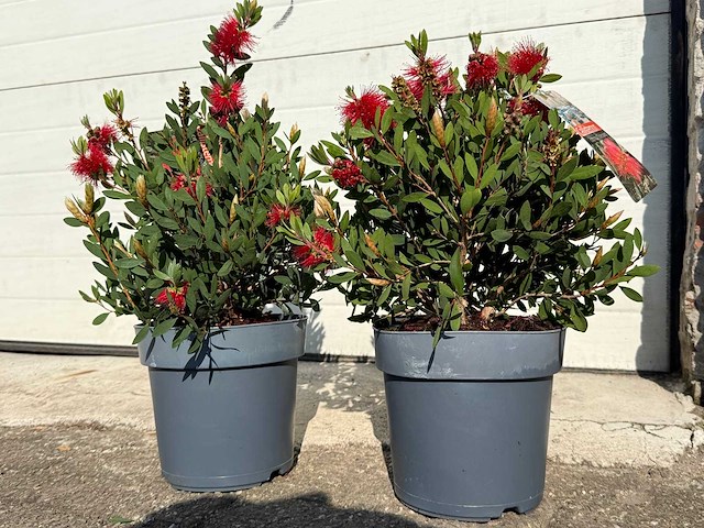 Lampepoetser - callistemon laevis - lentebloeier - hoogte ca. 40 cm (2x) - afbeelding 2 van  3