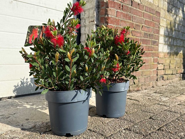 Lampepoetser - callistemon laevis - lentebloeier - hoogte ca. 40 cm (2x) - afbeelding 3 van  3