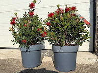 Lampepoetser - callistemon laevis - lentebloeier - hoogte ca. 40 cm (2x) - afbeelding 2 van  3