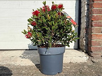 Lampepoetser - callistemon laevis - lentebloeier - hoogte ca. 40 cm - afbeelding 1 van  3