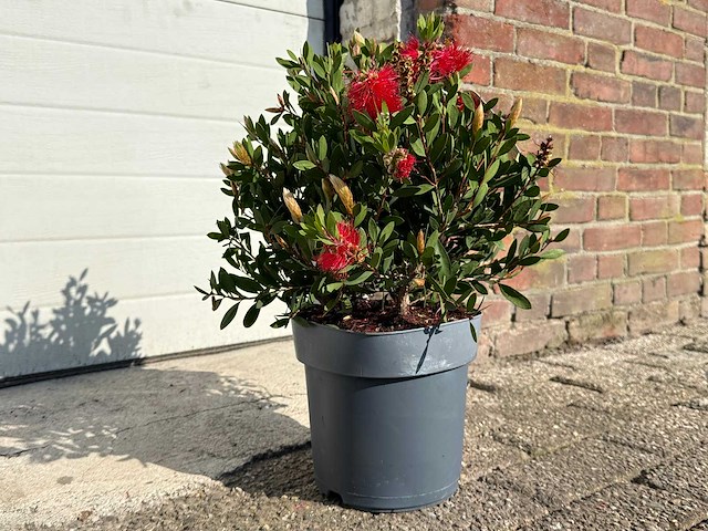 Lampepoetser - callistemon laevis - lentebloeier - hoogte ca. 40 cm - afbeelding 3 van  3