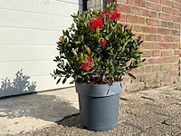 Lampepoetser - callistemon laevis - lentebloeier - hoogte ca. 40 cm - afbeelding 3 van  3