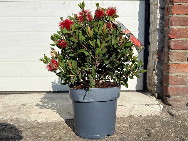Lampepoetser - callistemon laevis - lentebloeier - hoogte ca. 40 cm - afbeelding 1 van  3
