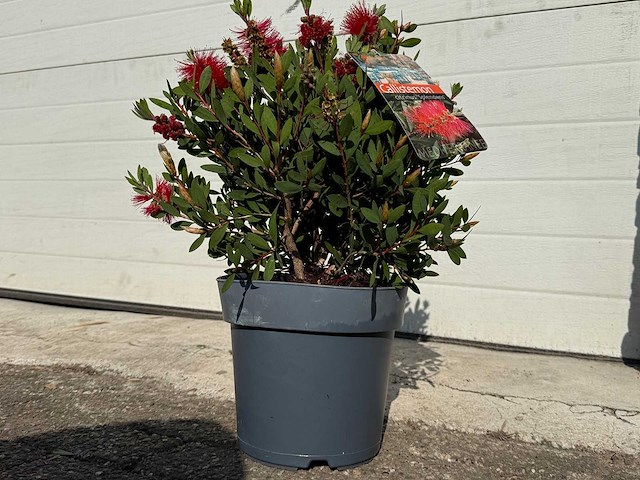 Lampepoetser - callistemon laevis - lentebloeier - hoogte ca. 40 cm - afbeelding 2 van  3