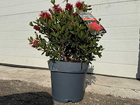 Lampepoetser - callistemon laevis - lentebloeier - hoogte ca. 40 cm - afbeelding 2 van  3