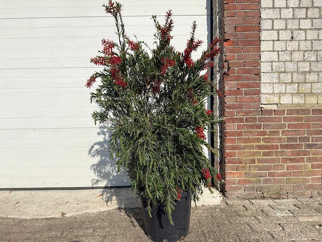 Lampepoetser - callistemon masotti - hoogte ca. 150 cm - afbeelding 1 van  3