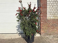 Lampepoetser - callistemon masotti - hoogte ca. 150 cm