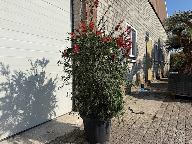 Lampepoetser - callistemon masotti - hoogte ca. 150 cm - afbeelding 2 van  3