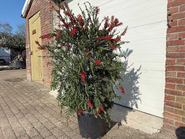 Lampepoetser - callistemon masotti - hoogte ca. 150 cm - afbeelding 3 van  3