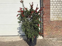 Lampepoetser - callistemon masotti - lentebloeier - hoogte ca. 150 cm - afbeelding 1 van  3
