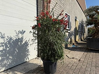 Lampepoetser - callistemon masotti - lentebloeier - hoogte ca. 150 cm - afbeelding 2 van  3