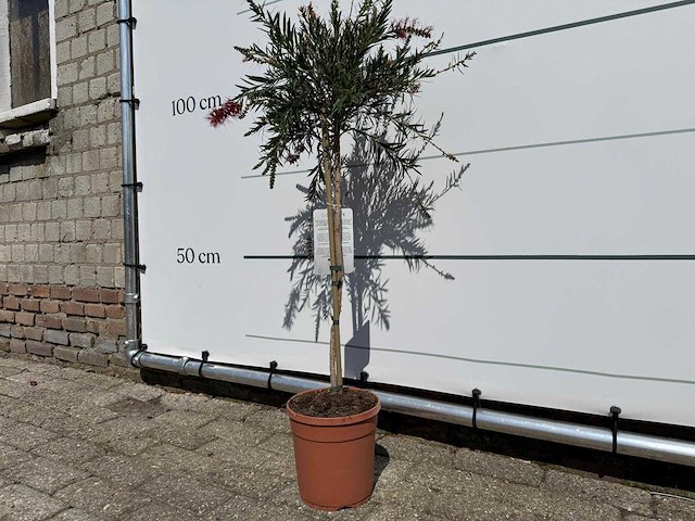 Lampepoetser op stam - callistemon splendens - hoogte ca. 100 cm - afbeelding 3 van  3