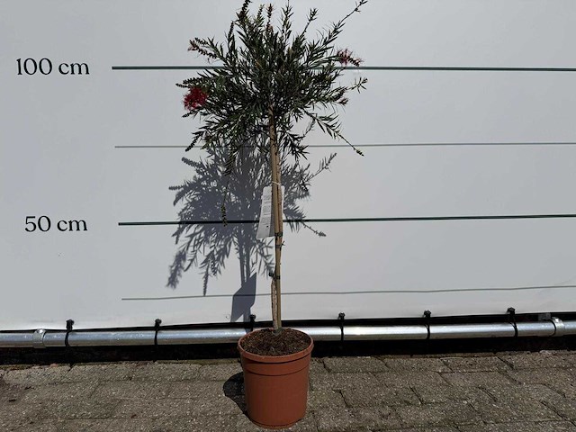 Lampepoetser op stam - callistemon splendens - hoogte ca. 100 cm - afbeelding 1 van  3